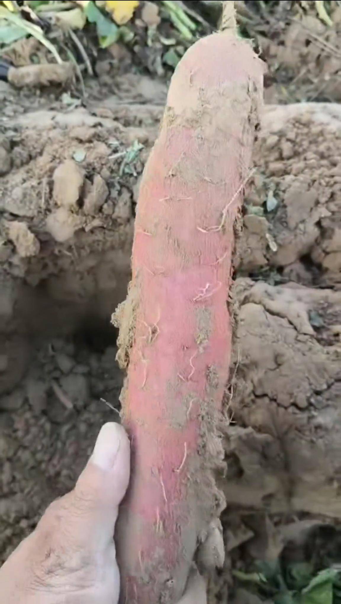 數(shù)百人沖進(jìn)地里撿紅薯，田主稱是秋收剩下的，網(wǎng)友：免費(fèi)翻地，利人利己