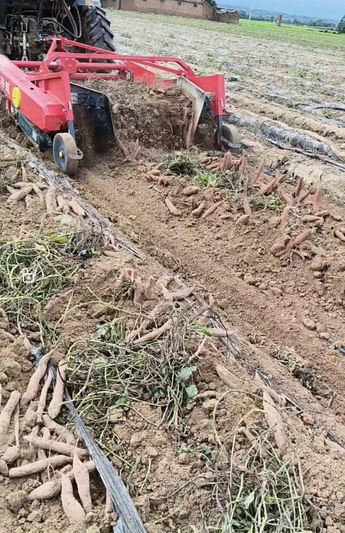數(shù)百人沖進(jìn)地里撿紅薯，田主稱是秋收剩下的，網(wǎng)友：免費(fèi)翻地，利人利己